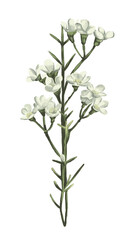 alhafizi flora #6 isolated branches of white flowers