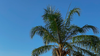 Summer palm trees in the beach side