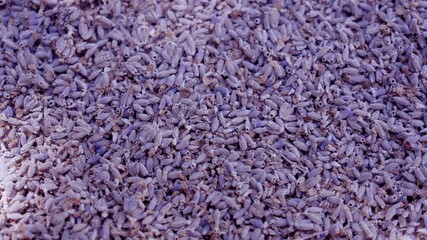 Dried lavender purple buds. Lavender is used as herbal filler inside sachets, potpourris, wedding...