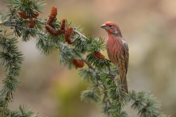 House Finch Perched on Pine Tree Branch