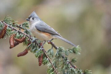 Tufted titmouse perched on pine tree branch