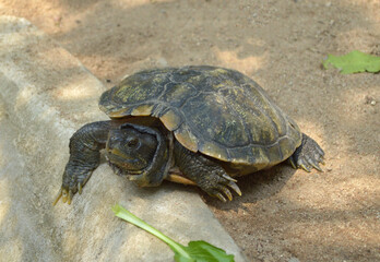 a turtle on the rock