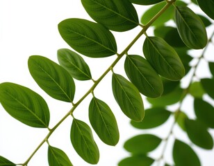 Fototapeta premium A lush, emerald-green branch stretches diagonally across the frame, bursting with vibrant leaves that dance towards the brilliant white sky above