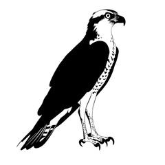 Black and white osprey illustration.