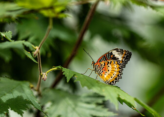 Red Lacewing Butterfly, Cethosia Bibles