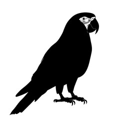 Black silhouette of a macaw.