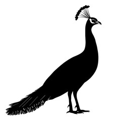 Black silhouette of a peacock.