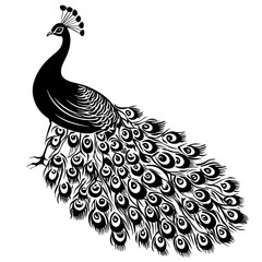Fototapeta premium Black and white peacock illustration.