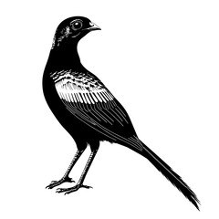 Black and white bird illustration. (1)