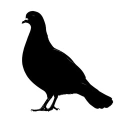 Black silhouette of a pigeon.