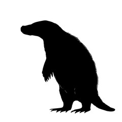 Black silhouette of a honey badger standing.