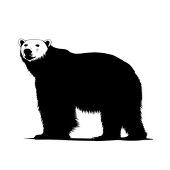Obraz premium Polar bear silhouette.
