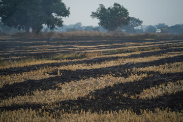 Crop stubble burning in field, Fire in agricultural land, Stubble fire causing pollution, Farmers burning crop residue, Field burning with smoke, Agricultural waste fire in India, Air pollution. 