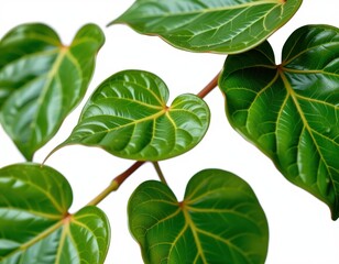 Naklejka premium Delicate green heart-shaped leaves unfurl from a slender stem, their tender tips reaching upwards in lush profusion