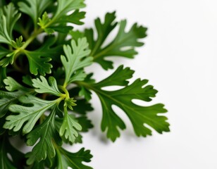 Fototapeta premium Vibrant green parsley leaves form a lush, circular cluster against a crisp white background