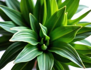 Fototapeta premium Vibrant emerald foliage unfurls in this lush close-up, showcasing nature's intricate beauty