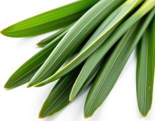 Obraz premium Luscious green palm fronds unfurl against a crisp white backdrop, inviting serenity and tropical charm