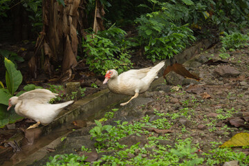 Menthok is a livestock from the poultry family