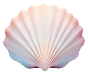 PNG Seashell clam invertebrate simplicity.