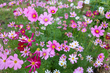 Cosmos flowers in the Cosmos garden