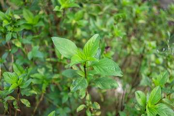 Basil leaves on the plant