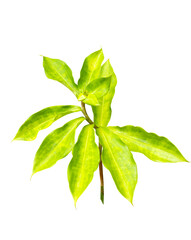 Green insulin plant isolated on white background