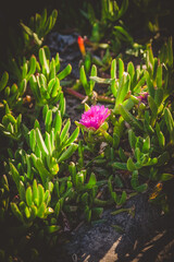 Carpobrotus pink flower Beautiful Plant macro photography, flower in the field blooming