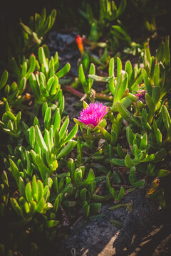 Carpobrotus pink flower Beautiful Plant macro photography, flower in the field blooming