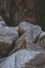 Falcon sitting on the rock