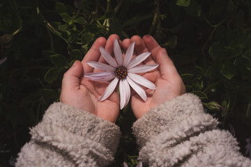 Flower in a kids hand, stock photo