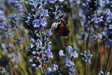 detalle de abeja entre flores de lavanda