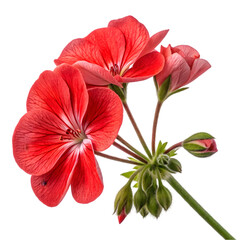 red Geranium close-up stock image, isolated on a white background, red Geranium Generative AI. 