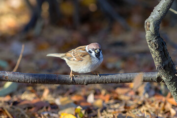sparrow on a branch