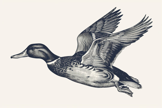hand drawing flying duck ink sketch. Engraving style vector illustration