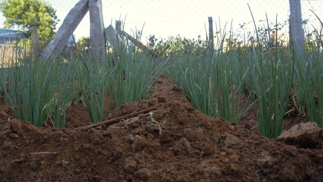 Cultivation of Small onion or Allium parvum wild onion in home garden in organic manner