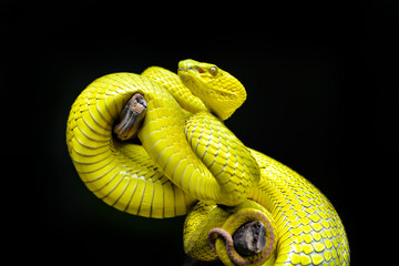 close up of a snake