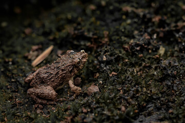 frog on the stone