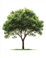 Obraz premium A Majestic Green Tree in the Garden