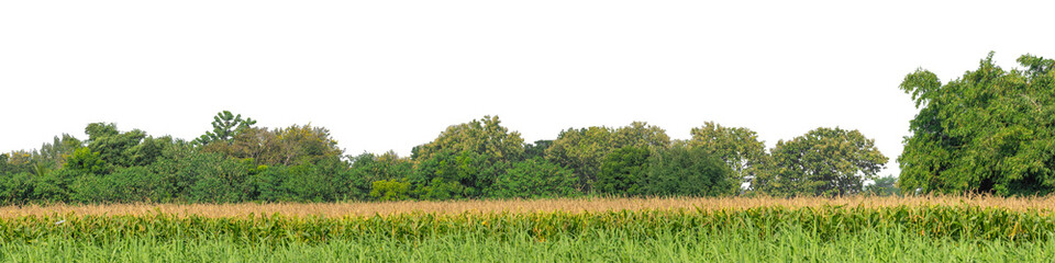 Forest and foliage in summer isolated on transparent background with cut path and alpha channel, high resolution.