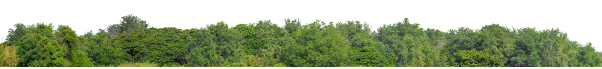 Forest and foliage in summer isolated on transparent background with cut path and alpha channel,...