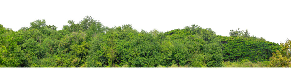 Forest and foliage in summer isolated on transparent background with cut path and alpha channel, high resolution.