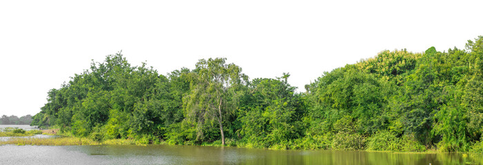 Forest and foliage in summer isolated on transparent background with cut path and alpha channel, high resolution.