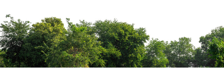 Forest and foliage in summer isolated on transparent background with cut path and alpha channel, high resolution.