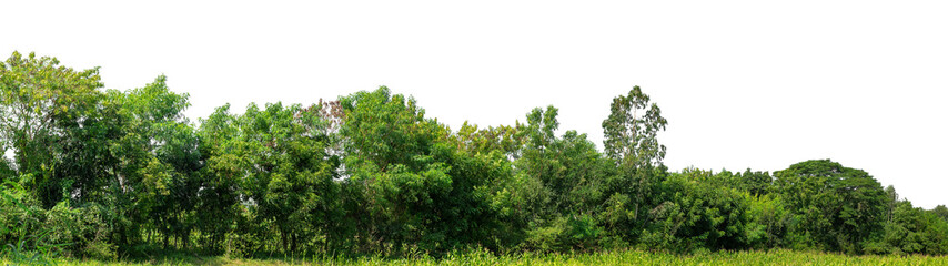 Obraz premium Forest and foliage in summer isolated on transparent background with cut path and alpha channel, high resolution.