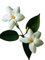 Dynamic Close-Up of Rotating Jasmine Leaves on Blank Background