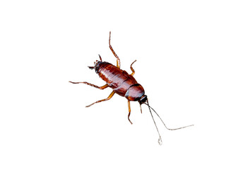 Close-up of a cockroach from above with a transparent background. High-resolution shot of a reddish-brown insect, showcasing antennae and segmented body. Ideal for pest-control designs or scientific p