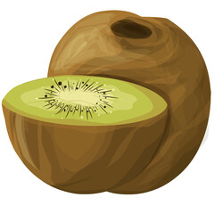 Kiwi illustration 