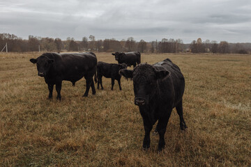  Rural pasture surrounded by a grim and atmospheric farm landscape. Livestock concept.
