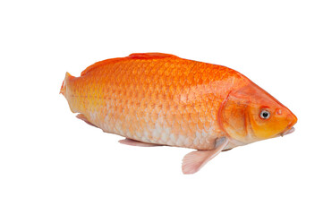 Cyprinus carpio,carp, common carp no white background.