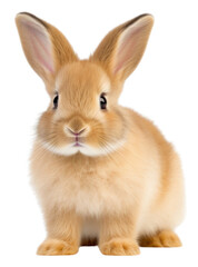 Obraz premium PNG A rabbit animal mammal rodent.